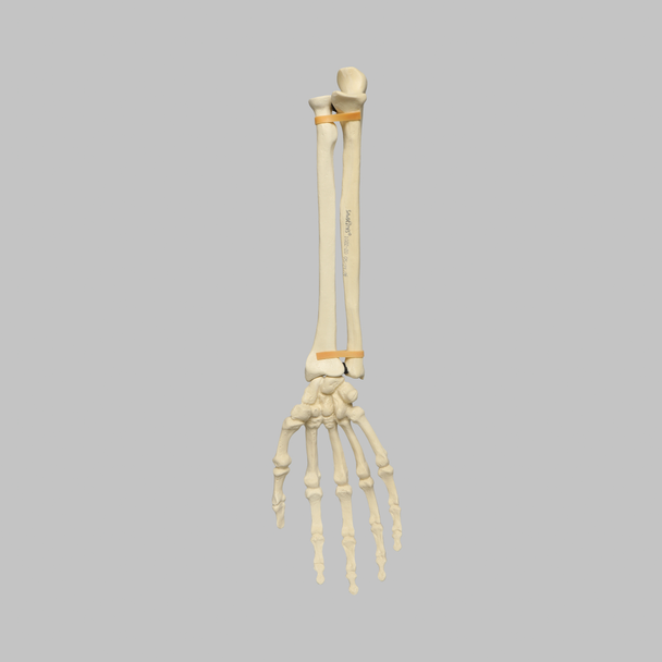 Hand and Wrist, Articulated, Solid Foam, Right