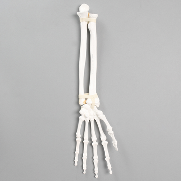 Hand and Wrist with Ligaments, Solid White Plastic