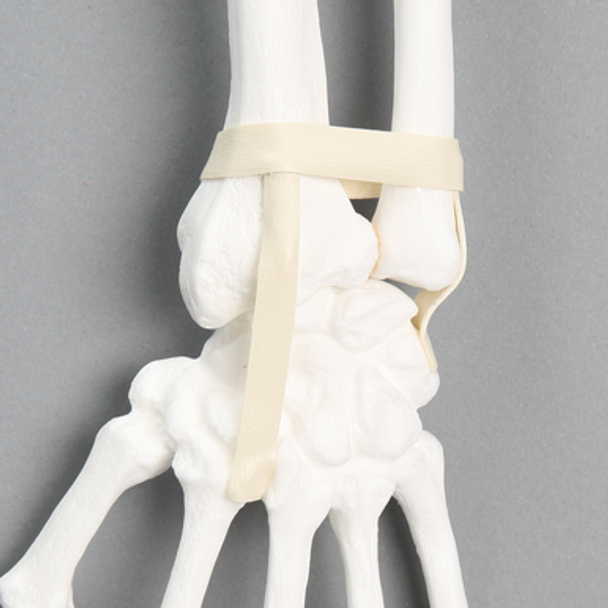 Hand and Wrist with Ligaments, Solid White Plastic