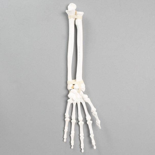 Hand and Wrist with Ligaments, Solid White Plastic