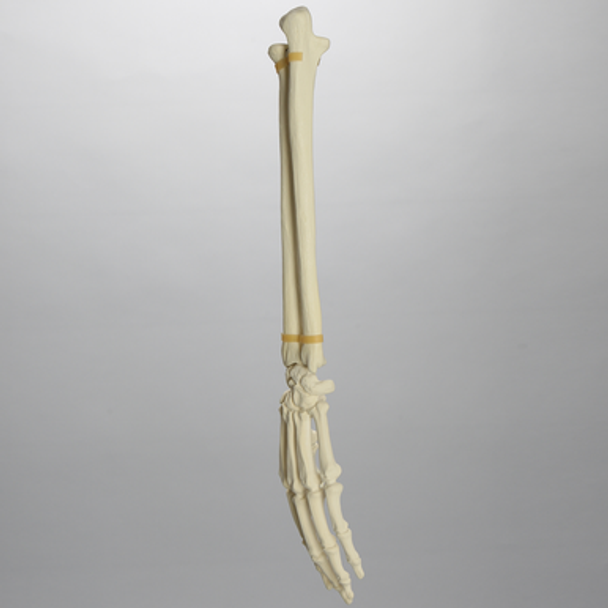 Hand and Wrist, Articulated, Solid Foam, Left