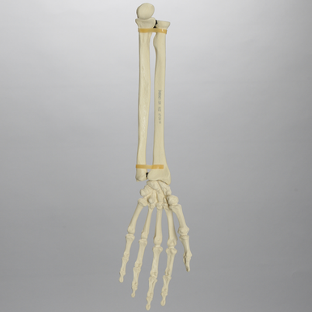 Hand and Wrist, Articulated, Solid Foam, Left