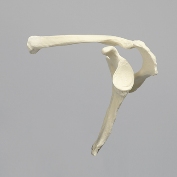 Scapula and Clavicle, Solid Foam, Left