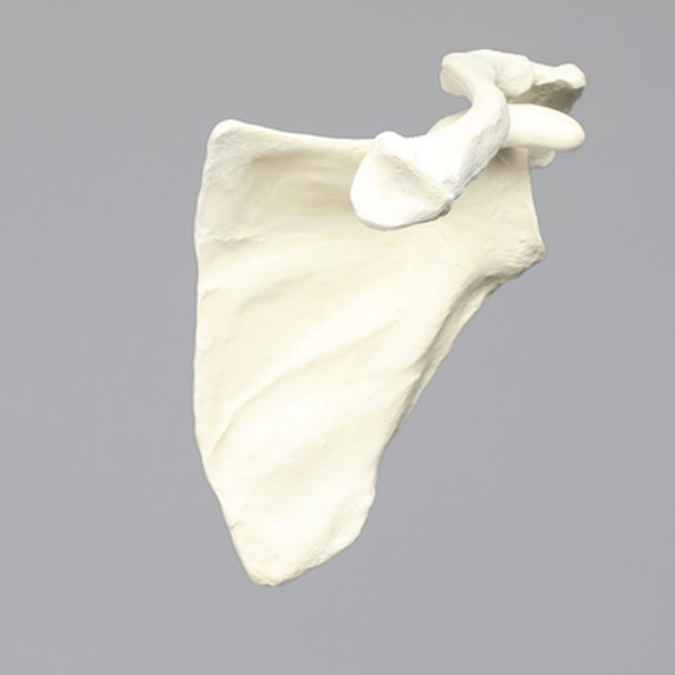 Scapula and Clavicle, Solid Foam, Left