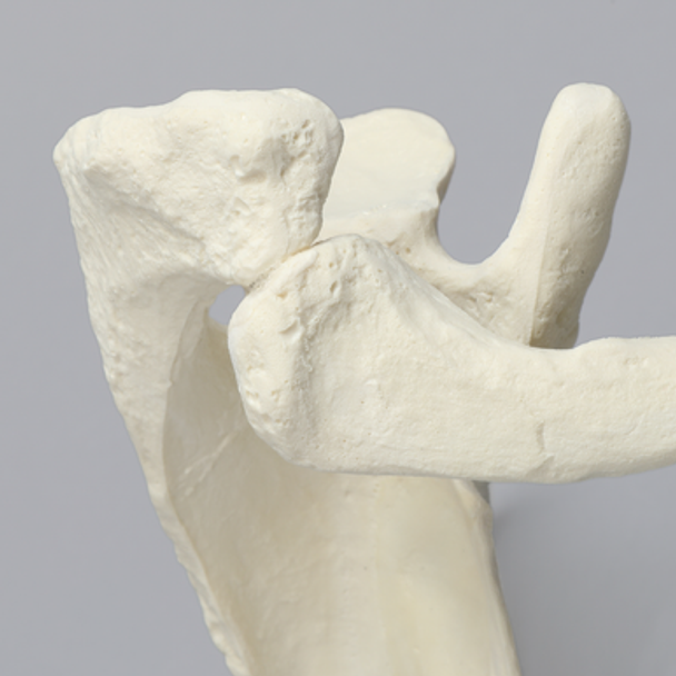 Scapula and Clavicle, Solid Foam, Left