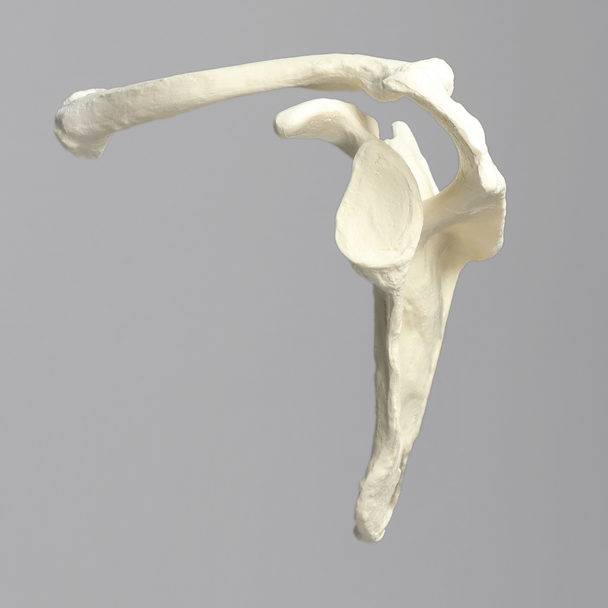 Scapula and Clavicle, Solid Foam, Left