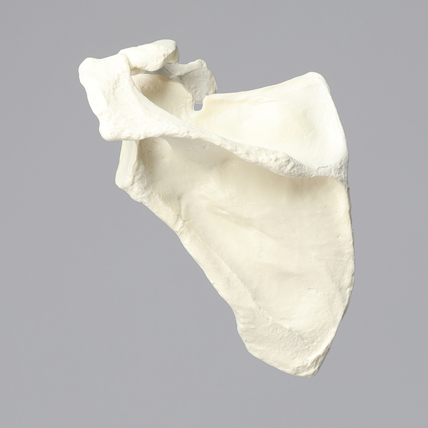 Scapula and Clavicle, Solid Foam, Left