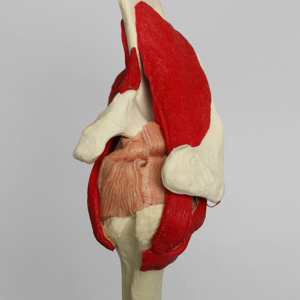 Shoulder with Muscles and Stand, Solid Foam, Left