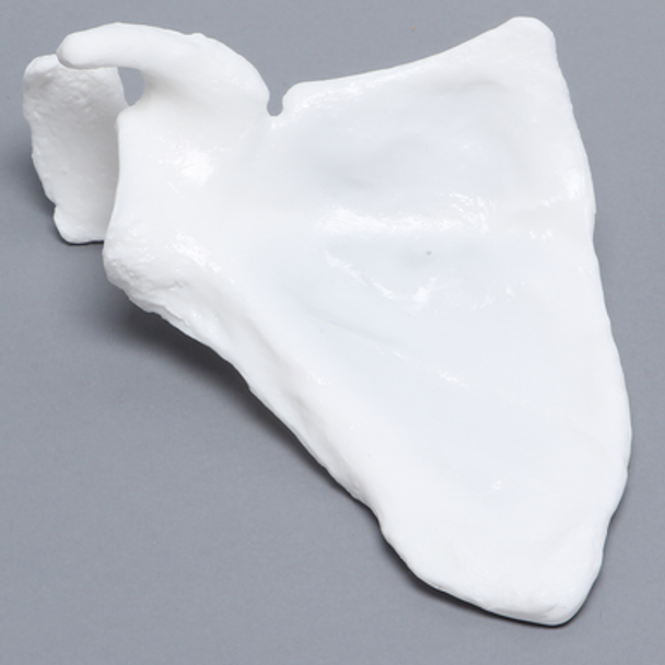 Scapula, Solid White Plastic, Right