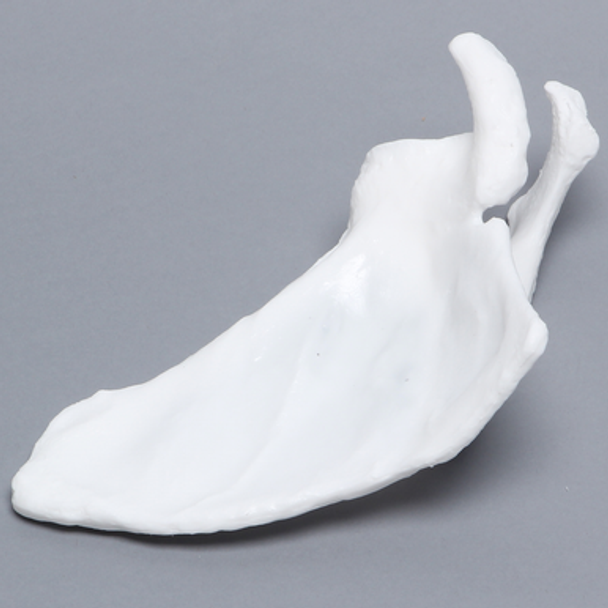 Scapula, Solid White Plastic, Right