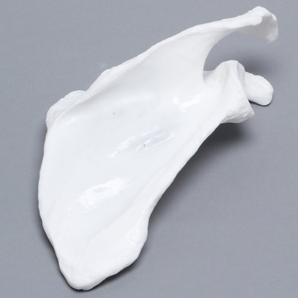 Scapula, Solid White Plastic, Right
