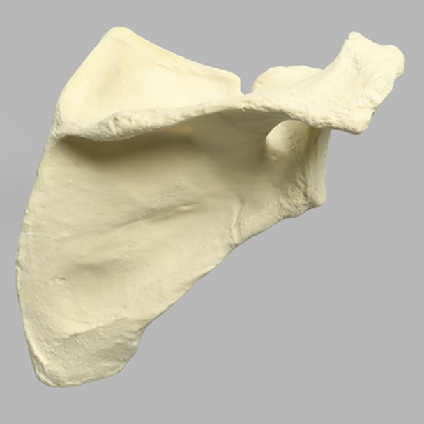 Scapula, Solid Foam, Right