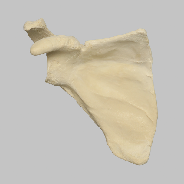 Scapula, Solid Foam, Right