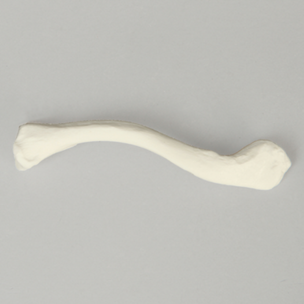 Clavicle, Solid White Plastic, Right