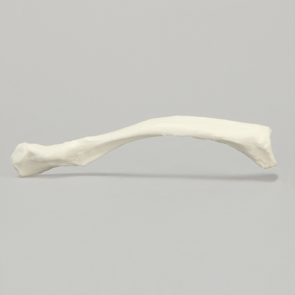 Clavicle, Solid White Plastic, Right