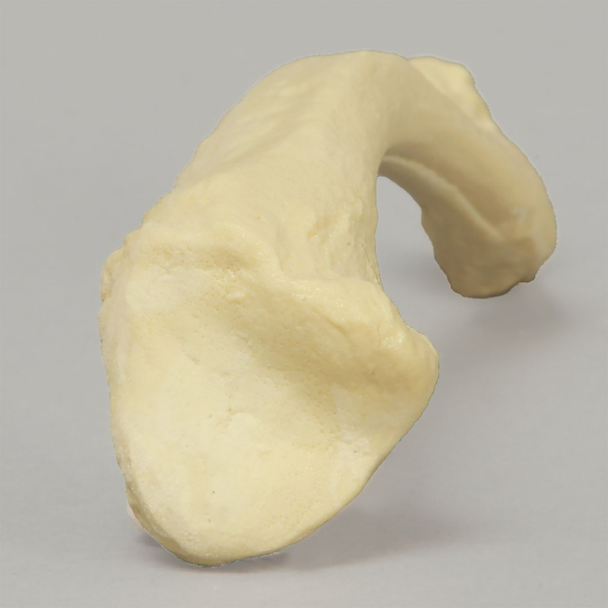 Clavicle, Solid Foam, Right