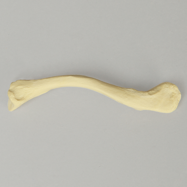 Clavicle, Solid Foam, Right