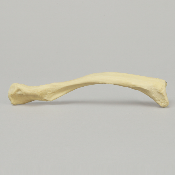 Clavicle, Solid Foam, Right