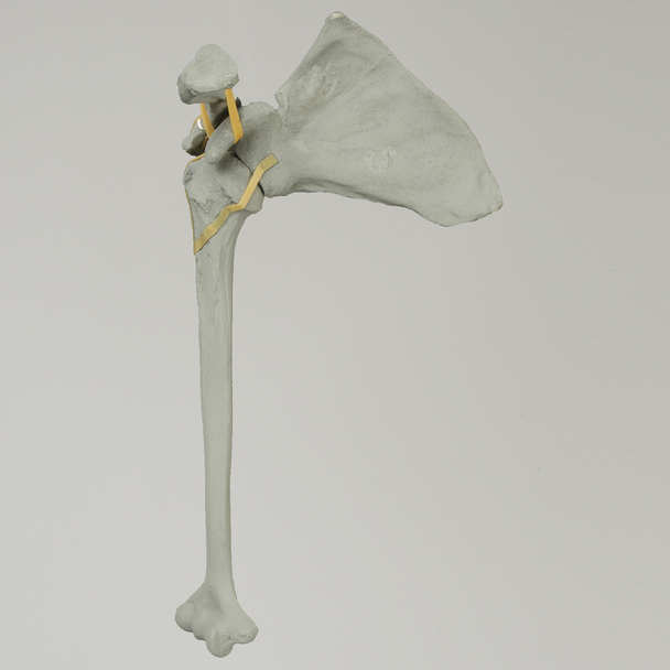 Shoulder with Radiopaque Properties, Right