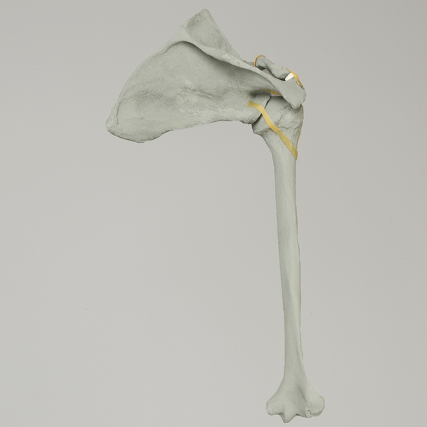 Shoulder with Radiopaque Properties, Right