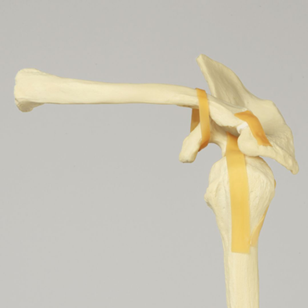 Shoulder, Articulated, Foam Cortical, Left