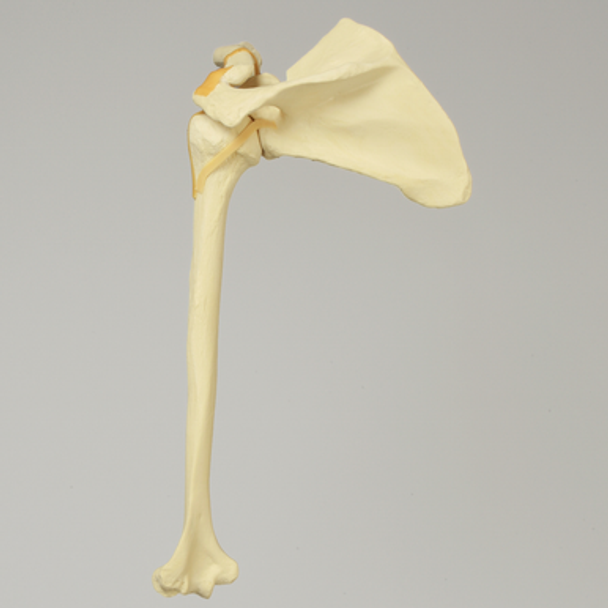 Shoulder, Articulated, Foam Cortical, Left