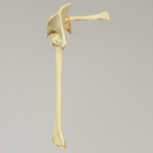 Shoulder, Articulated, Foam Cortical, Left