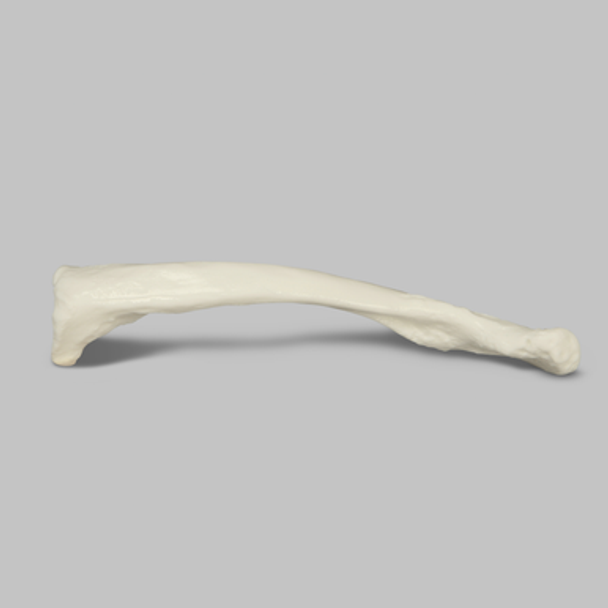 Clavicle, Solid White Plastic, Left
