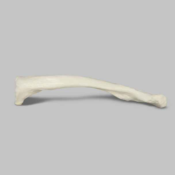Clavicle, Solid White Plastic, Left