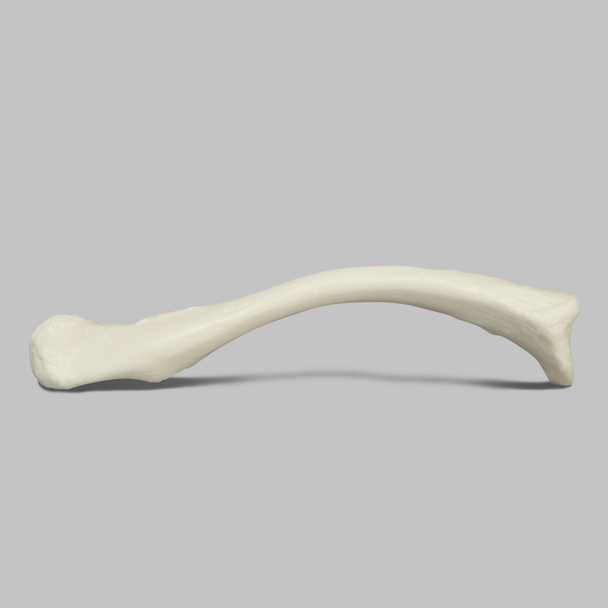 Clavicle, Solid White Plastic, Left