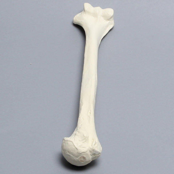 Humerus, Solid Foam, Right