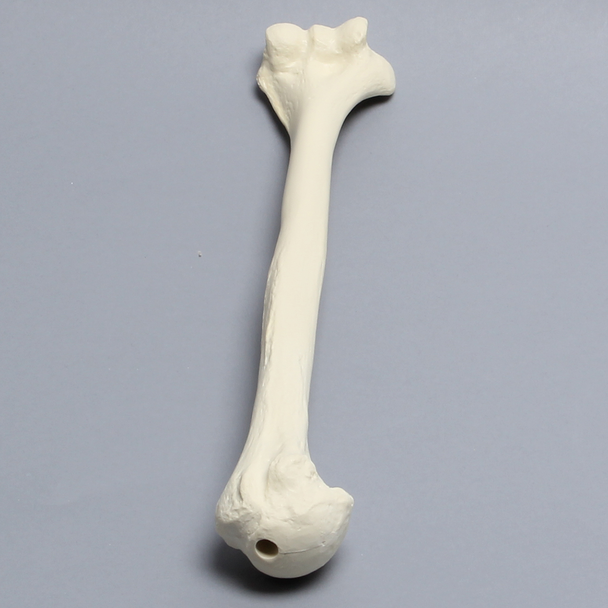 Humerus Unplugged, 9.5mm Canal, Solid Foam