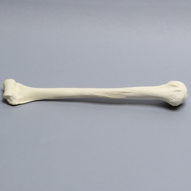 Humerus Unplugged, 9.5mm Canal, Solid Foam