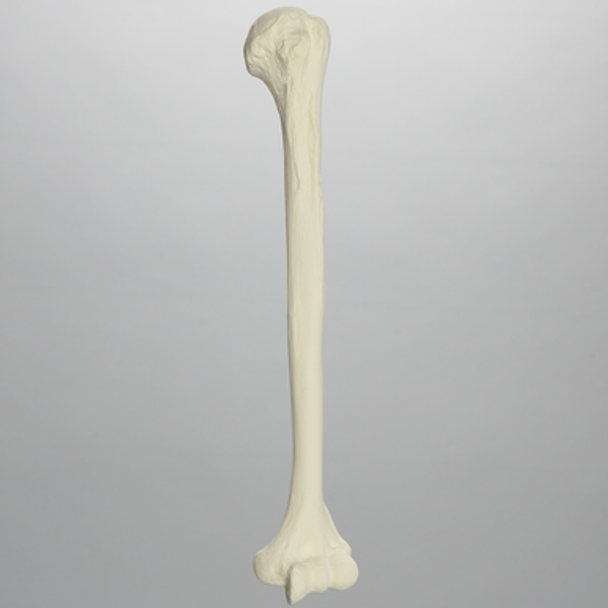 Humerus, Solid Foam, Left