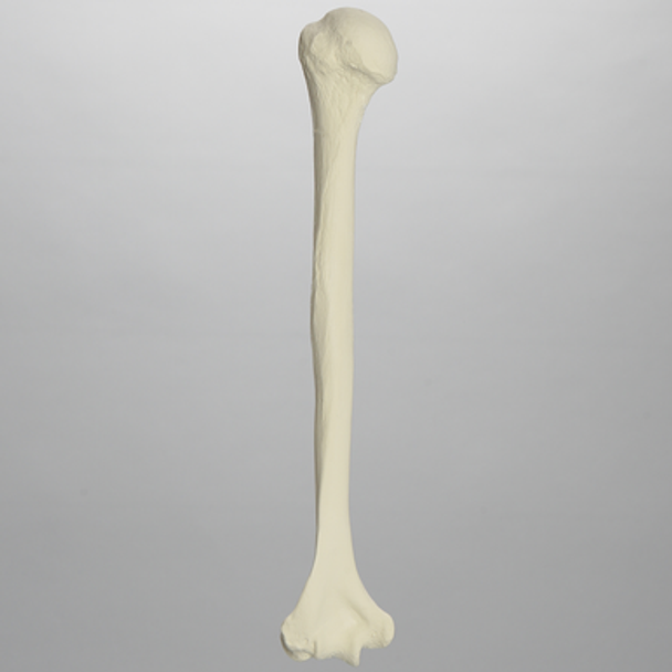 Humerus, Solid Foam, Left