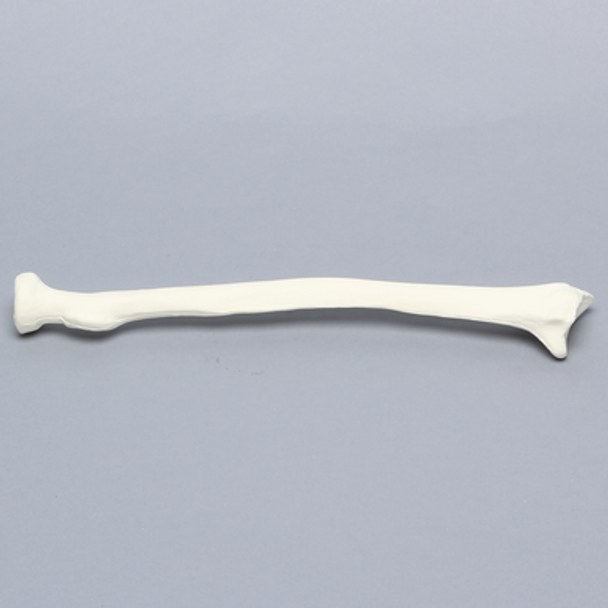 Radius, 5.5mm Canal, Solid Foam, Right