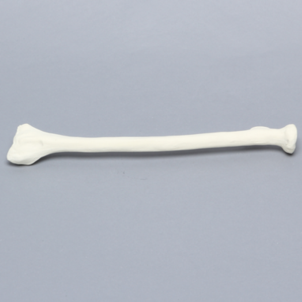 Radius, 5.5mm Canal, Solid Foam, Right