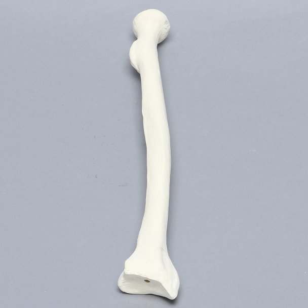 Radius, 6.4mm Canal, Solid Foam, Right