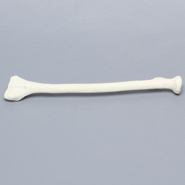 Radius, 6.4mm Canal, Solid Foam, Right