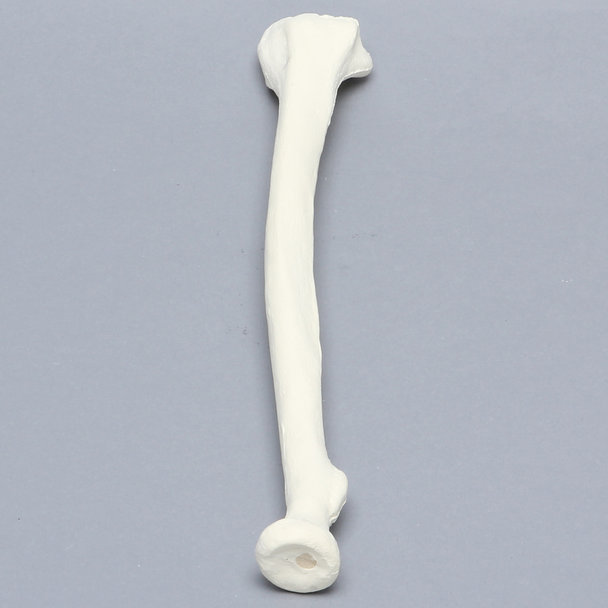 Radius, 6.4mm Canal, Solid Foam, Right