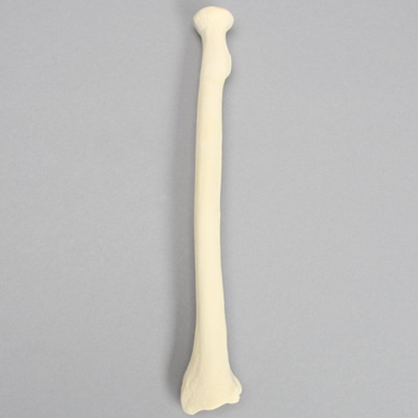 Radius with Distal Cavity, Solid Foam