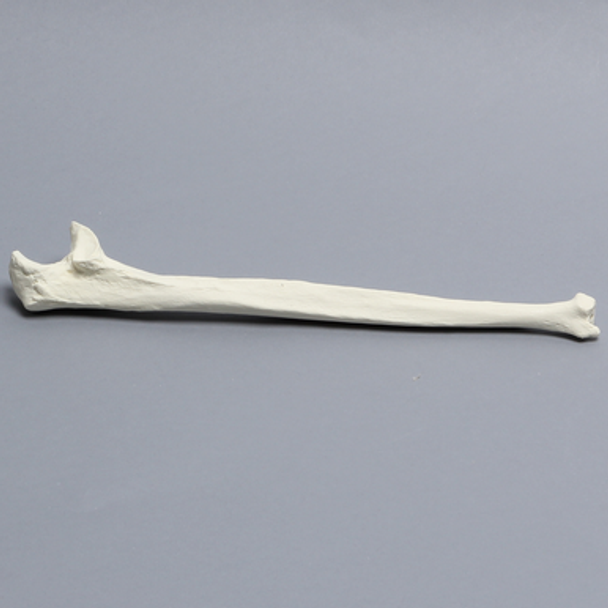 Ulna, 5mm Canal, Solid Foam, Right