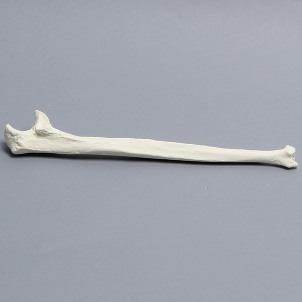 Ulna, 5mm Canal, Solid Foam, Right