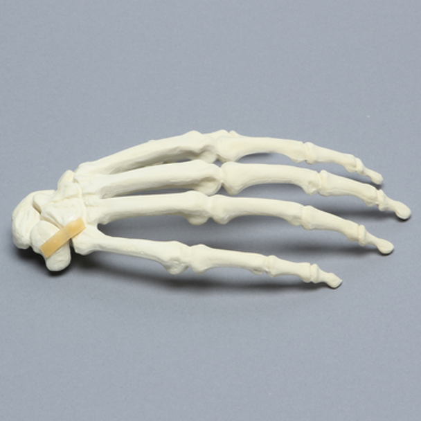 Hand with Moveable Carpal Section, Solid Foam