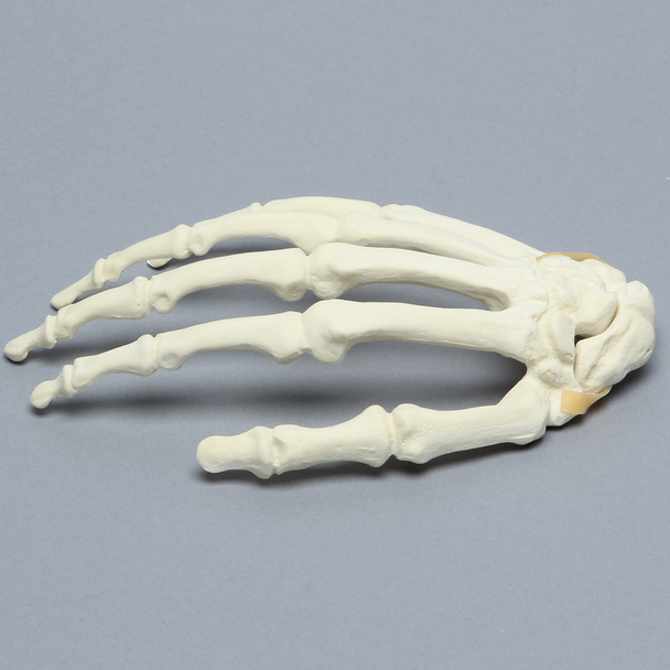 Hand with Moveable Carpal Section, Solid Foam