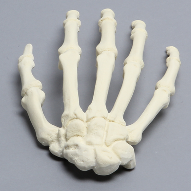 Hand, Solid Foam, Right, Large