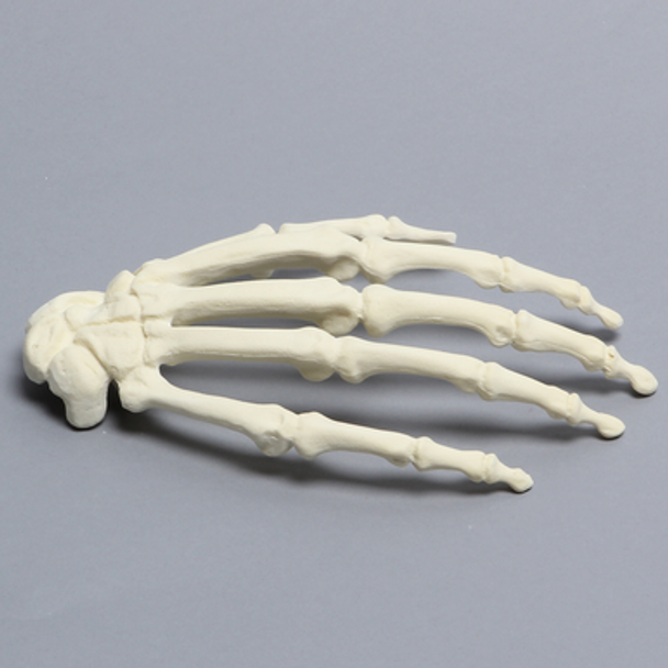 Hand, Solid Foam, Right, Large