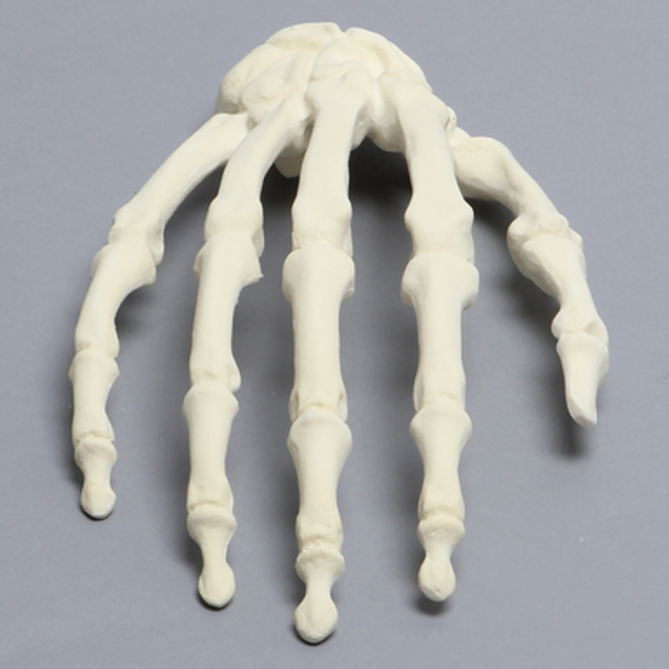 Hand, Solid Foam, Right, Large