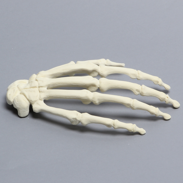 Hand, Solid Foam, Right, Large