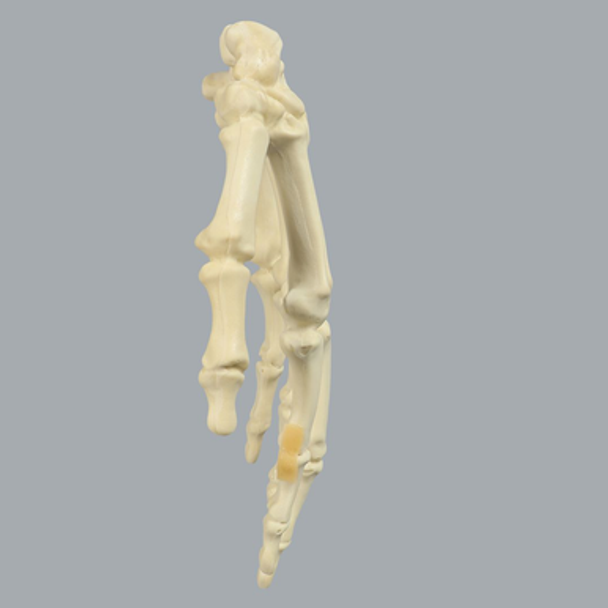 Hand, Articulated Index Finger, Solid Foam